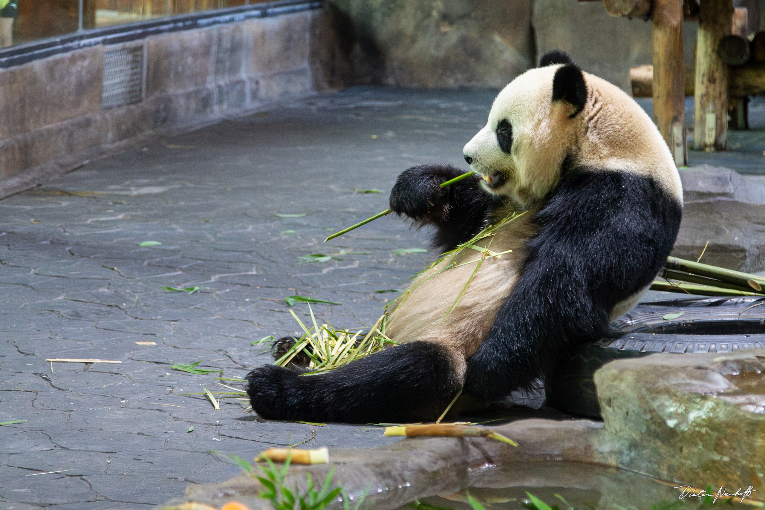 Shanghai - Wildlife Animal Park