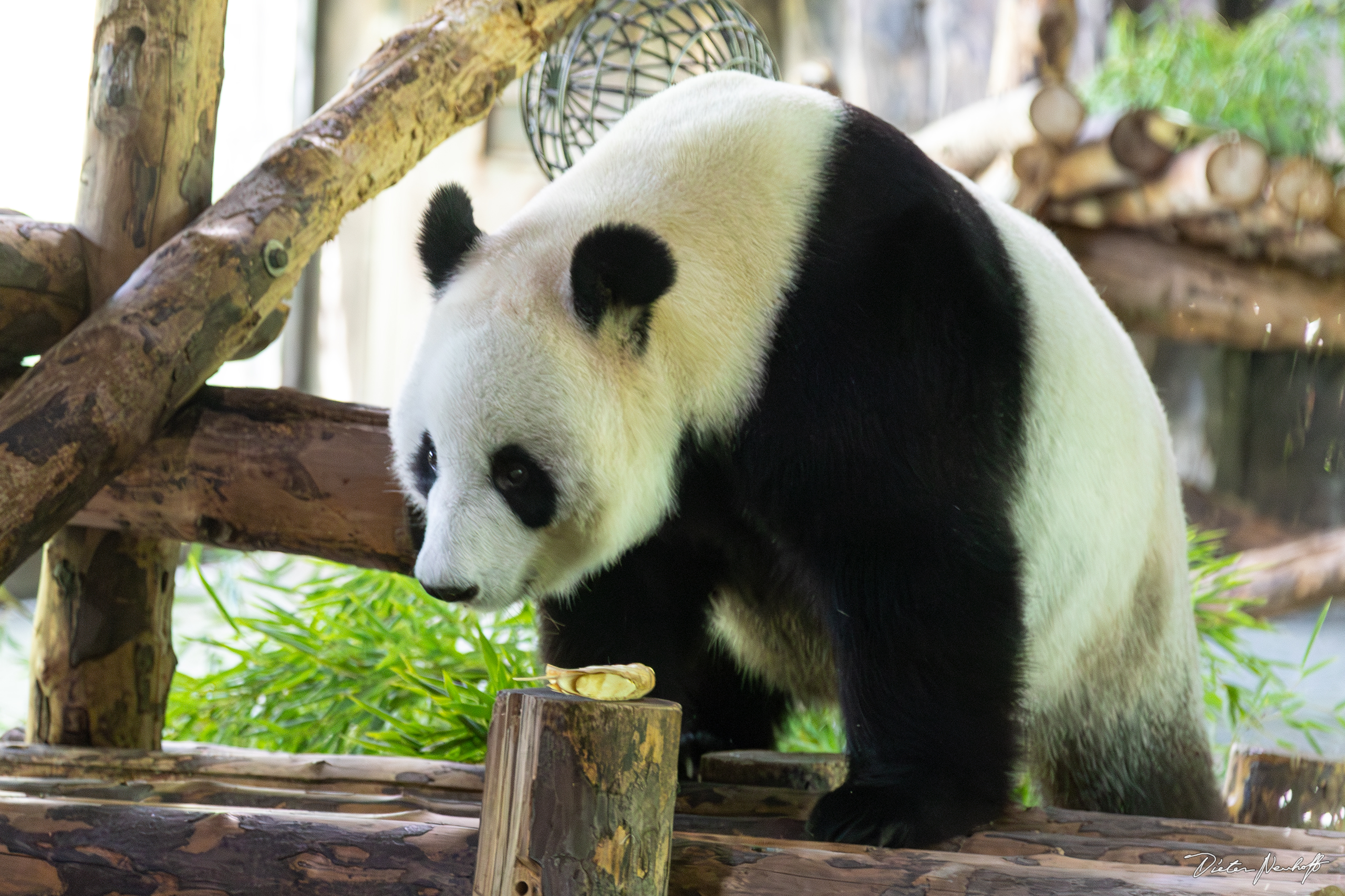 Shanghai - Wildlife Animal Park