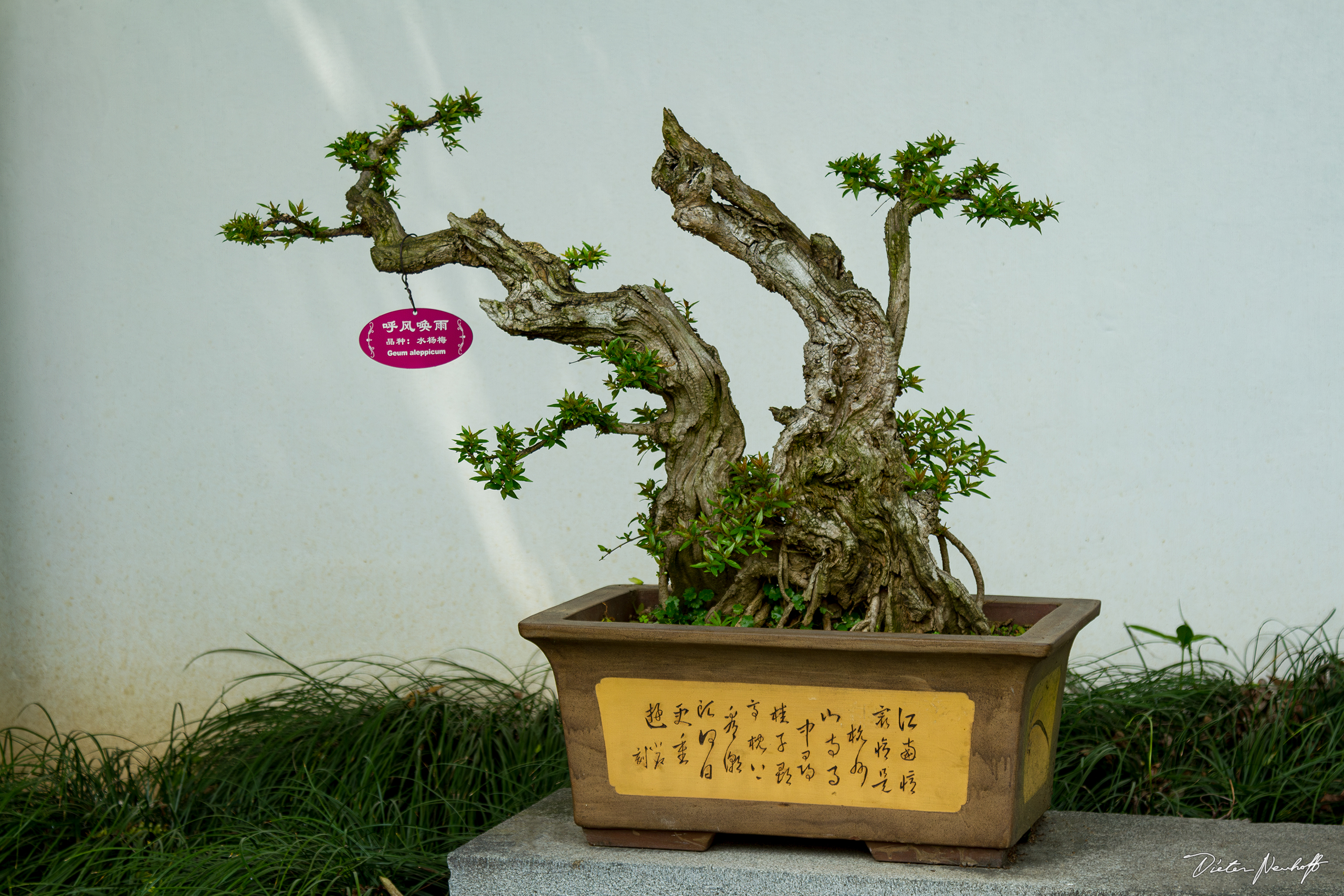 Shanghai - Bonsai